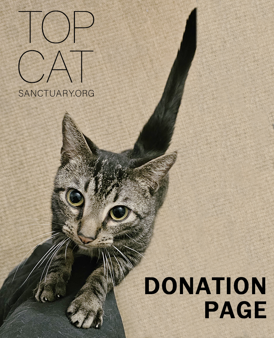 Mirror Top Cat Sanctuary Donation Page
